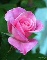 The Entacloo Rose Plant ZIXAM Rose Plant (pink rose)-thumb1