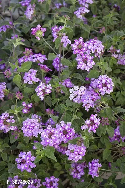 The Entacloo Lantana Plant TIGlaltena24-thumb0