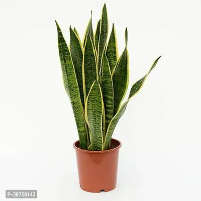 The Entacloo Snake Plant Snake Plant-thumb0