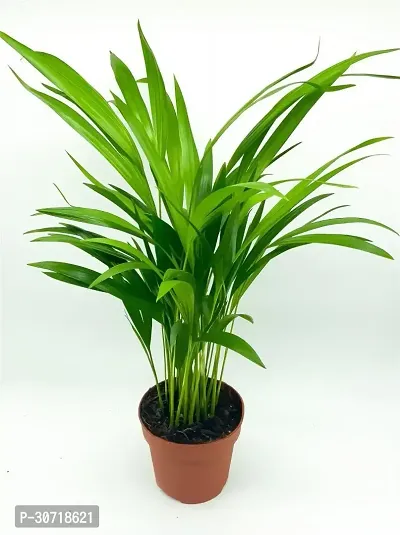 The Entacloo Areca Palm Areca Palm Plant B14-thumb0