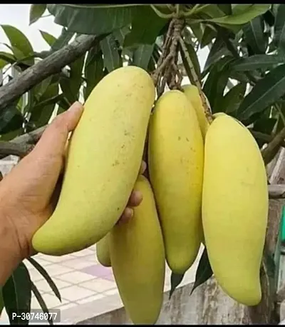 The Entacloo Mango Plant Thai Banana mango plant Hybrid (Grafted)-thumb2