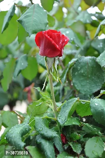 The Entacloo Rose Plant Red rose plant-thumb0