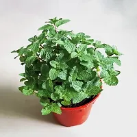 The Entacloo Mint Plant MINT PLANT PO0-thumb2