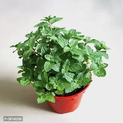 The Entacloo Mint Plant MINT PLANT PO0-thumb3