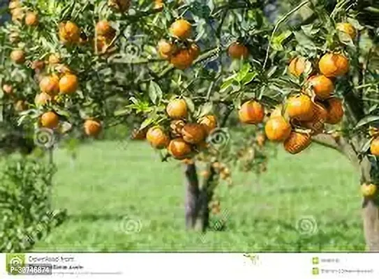 The Entacloo Orange Plant ORANGE PLANT WSE-thumb2