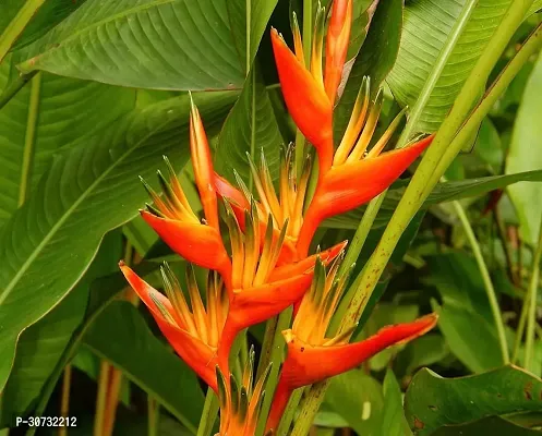 The Entacloo Bird of Paradise Plant Bird of Paradise Plant H K R P 16-thumb2