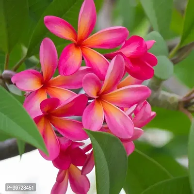 The Entacloo Plumeria Plant Plumeria Flower red yellow Live Plant CF38-thumb0