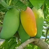 The Entacloo Mango Plant Honey Mango Plant-thumb1