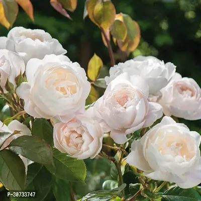 The Entacloo Rose Plant Royal Jubilee White Rose Beautiful Live Plant-thumb0