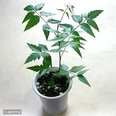 The Entacloo Neem Plant NAKL9-thumb0