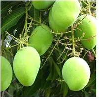 The Entacloo Mango Plant Live Langra Mango Grafted Fruit 1 Healthy Plant-thumb1