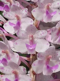 The Entacloo Lily Plant Exotic Vanda Rhyncostylis retusa Foxtail Orchid Live Plant in Pot-thumb2