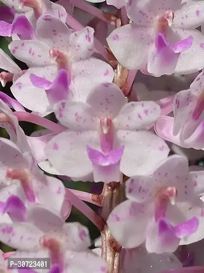 The Entacloo Lily Plant Exotic Vanda Rhyncostylis retusa Foxtail Orchid Live Plant in Pot-thumb3