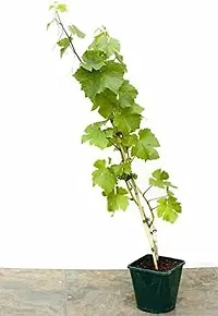 The Entacloo Grapes Plant Grape Vine Plant Black Hamburgh Plant in Polybag (1 Healthy Live Plant) C-thumb1