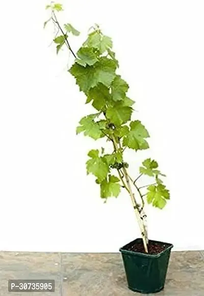 The Entacloo Grapes Plant Grape Vine Plant Black Hamburgh Plant in Polybag (1 Healthy Live Plant) C-thumb2