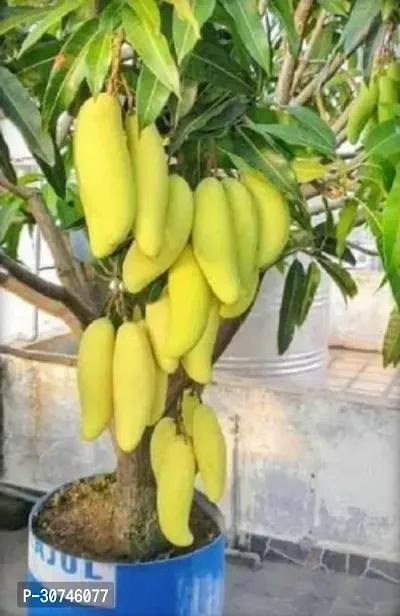 The Entacloo Mango Plant Thai Banana mango plant Hybrid (Grafted)-thumb0