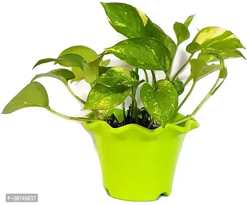 The Entacloo Money Plant Natural PLANT Air PurifyingGreen Money Plant Green Pothos Plant-thumb0