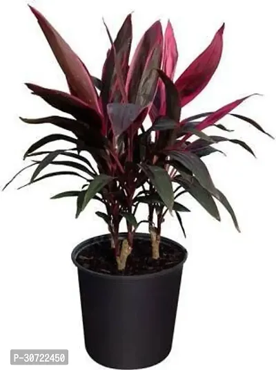 The Entacloo Cordyline Plant Cordyline Plant With Pot-thumb0