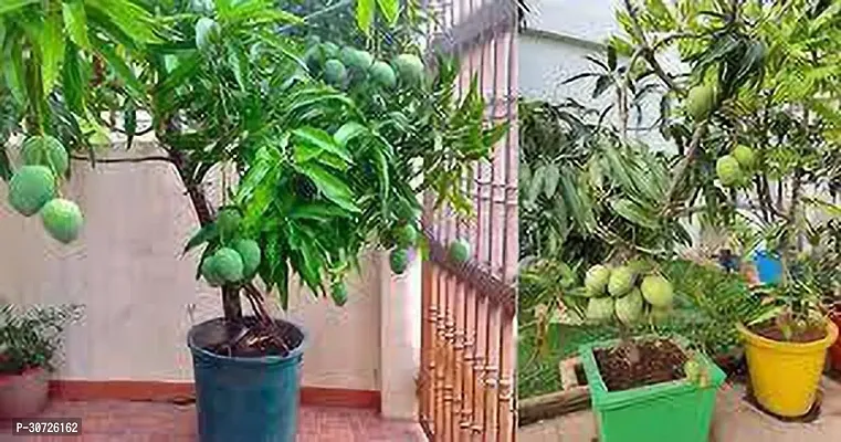 The Entacloo Mango Plant HYBRIDE MANGO PLANT KK21