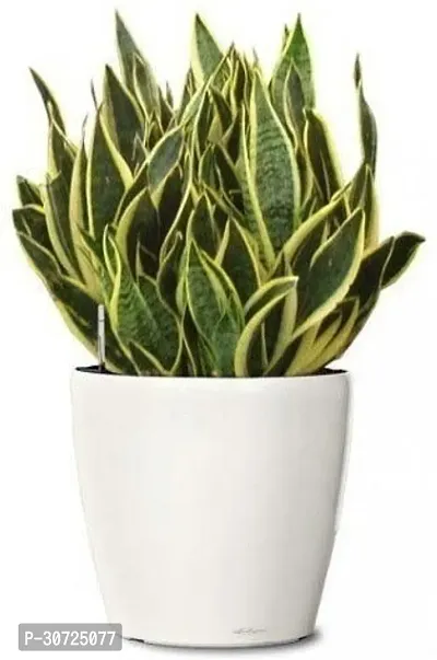 The Entacloo Snake Plant Snake Plant-thumb0