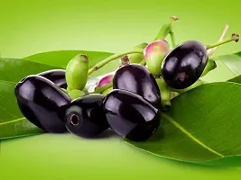 The Entacloo Jamun Plant THAI BLACK JAMUN-thumb1