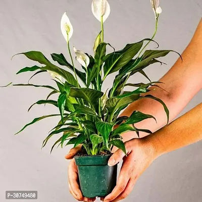 The Entacloo Peace Lily Plant PEACE LILY FLOWER PLANTP7-thumb0