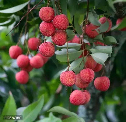 The Entacloo Litchi Plant Litchi Plants-thumb3