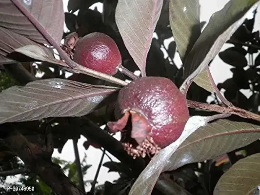 The Entacloo Guava Plant Malaysian Red Guava saplings-thumb3