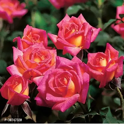 The Entacloo Rose Plant Plant Rose (Pink Yellow)Plant Plant Mini rose Perfect plant for outdoor garden and sunny balcony-thumb0