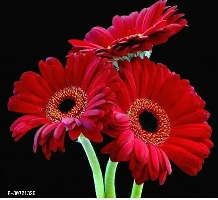 The Entacloo Gerbera Plant Gerbera red-thumb0