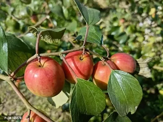 The Entacloo Ber Apple Plant Ber AppleHybrid PlantGrafted0266-thumb0