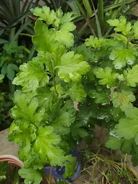 The Entacloo Tulsi Plant tulasi plant-thumb1