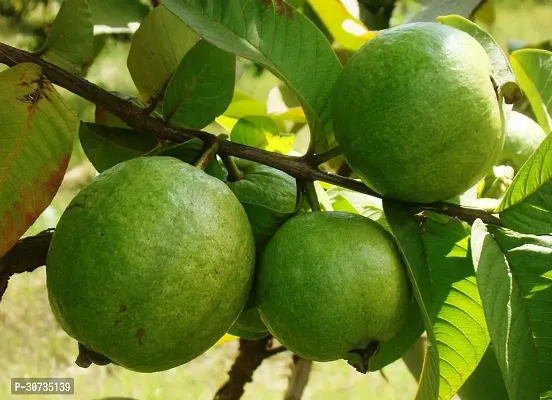 The Entacloo Guava Plant Guava Plant-thumb2