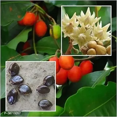 The Entacloo Cherry Fruit Plant t85165-thumb2