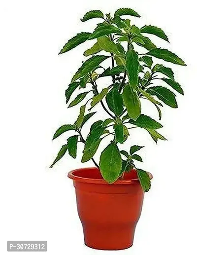 The Entacloo Tulsi Plant Krishna Tulsi Live Plant with pots a-thumb0