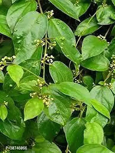 The Entacloo Gurmar Plant Natural Gymnema Sylvestre Gudmar Plant Madhunashini Live Plant-thumb0