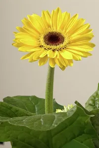 The Entacloo Gerbera Plant Yellow Gerbera Plant-thumb1