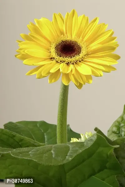 The Entacloo Gerbera Plant Yellow Gerbera Plant-thumb2