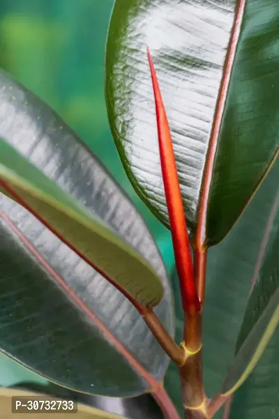 The Entacloo Rubber Tree Bonsai Rubber Tree Plant-thumb2