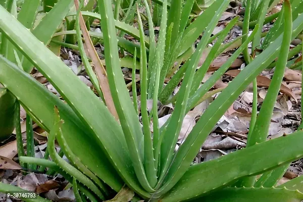 The Entacloo Aloe Vera Plant PLANTALOE VERA-thumb0