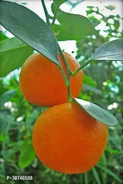 The Entacloo Orange Plant Hybrid Orange Plant. v1-thumb0