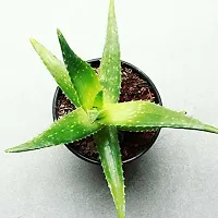 The Entacloo Aloe Vera Plant alovera plantlive with pot-thumb1