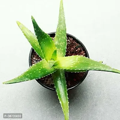 The Entacloo Aloe Vera Plant alovera plantlive with pot-thumb2