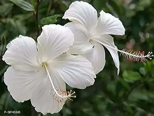 The Entacloo Hibiscus Plant White HibiscusGudhal Plant-thumb0