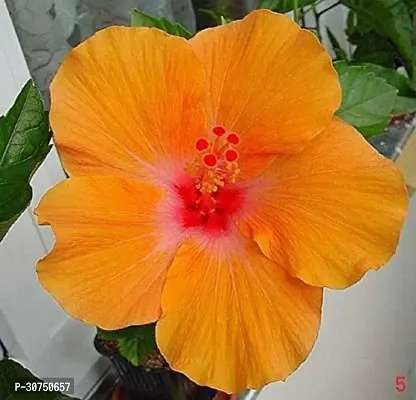 The Entacloo Hibiscus Plant Hibiscus Plant2132171-thumb0