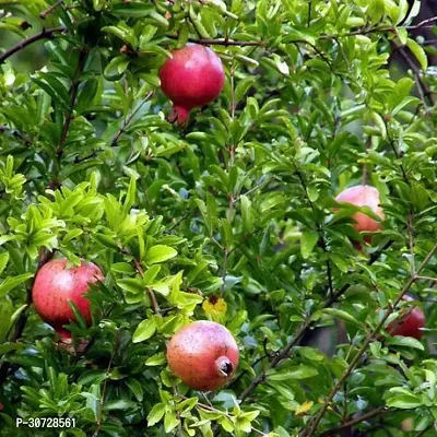 The Entacloo Pomegranate Plant Ganesh PomegranateAnar Tasty Fruit Plant-thumb2