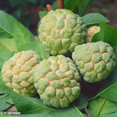 The Entacloo Custard Apple Plant 22Custard Apple-thumb0