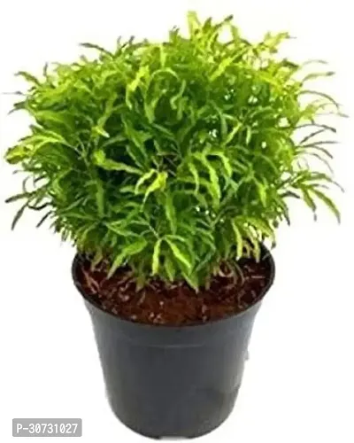 The Entacloo Aralia Plant Aralia Green live plant-thumb0