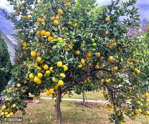 The Entacloo Lemon Plant Live Plant Lemon Nimboo, Exotic Bonsai Pot Suitable Garden Plant(1 Healthy Live Plant)-thumb2