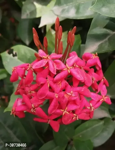 The Entacloo Trothic IxoraChethi Plant Trothic Ixora Chethi Red Plant Live Flower Disha-999120-thumb0